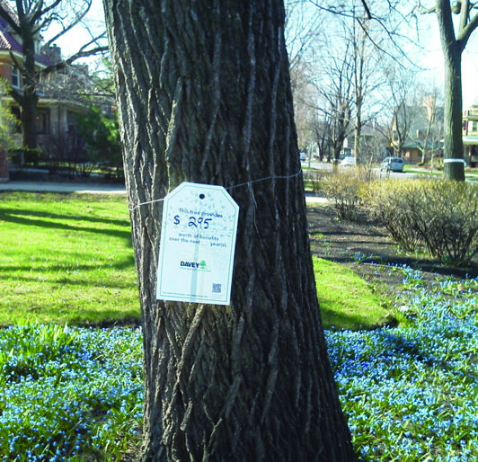 Value of Tree Planting near Knoxville, Tennessee