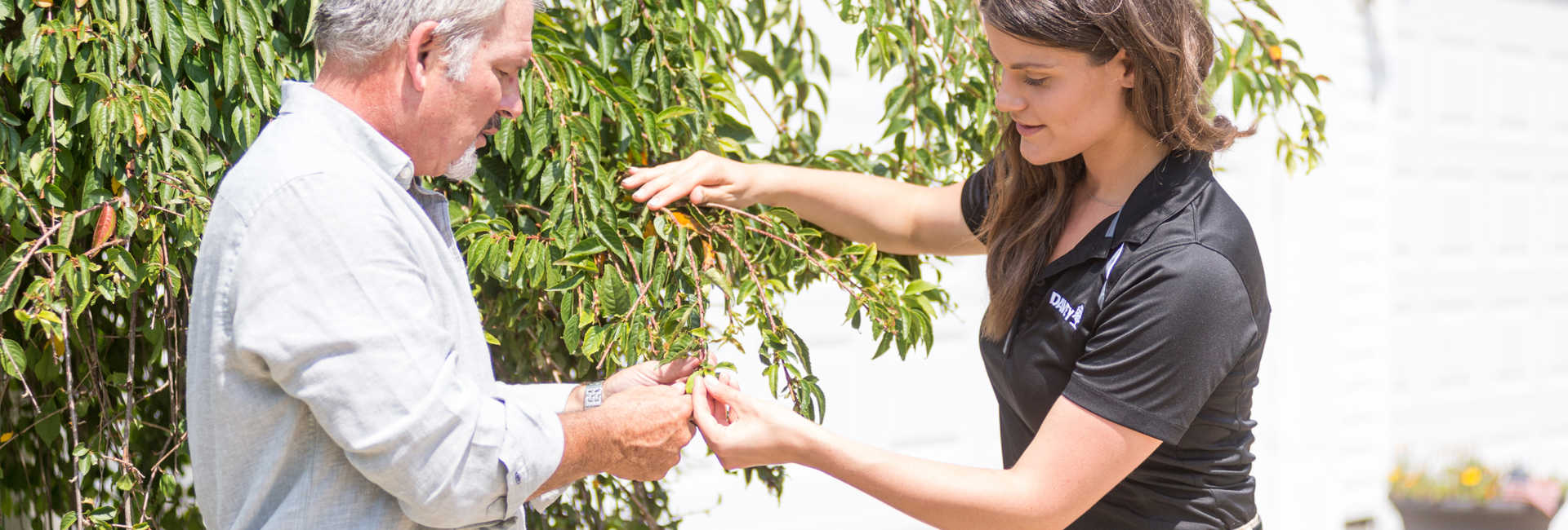 Tree Health