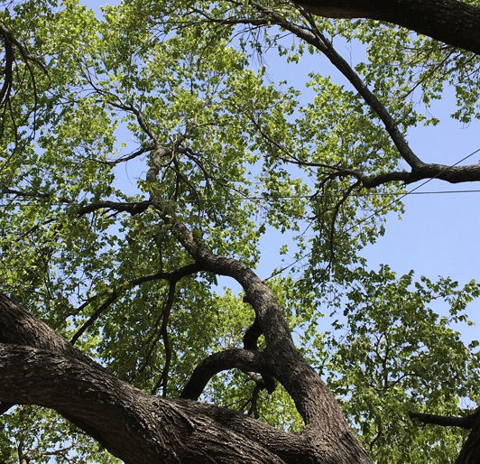 Tree Bracing near Knoxville, Tennessee