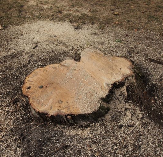 Stump grinding and removal near Knoxville, Tennessee