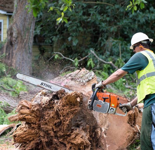 Large Tree Removal near Knoxville, Tennessee
